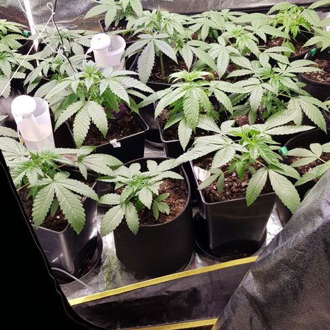 Mix growlog timeline photo