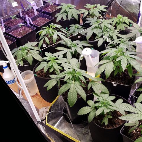 Mix growlog timeline photo