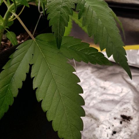 Mix growlog timeline photo