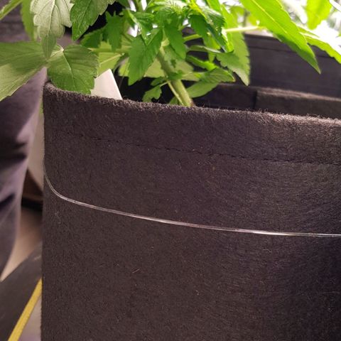 Mix growlog timeline photo