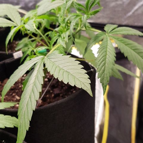 Mix growlog timeline photo