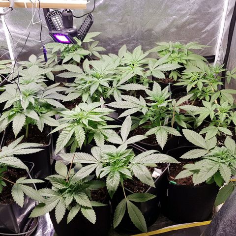 Mix growlog timeline photo