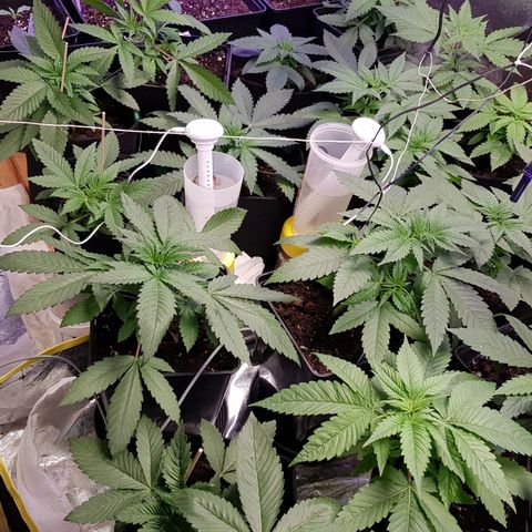 Mix growlog timeline photo