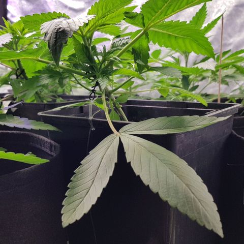 Mix growlog timeline photo