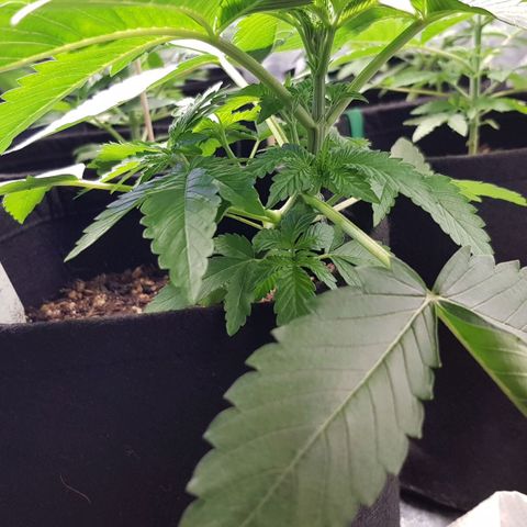 Mix growlog timeline photo