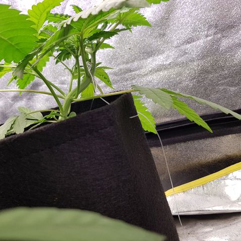 Mix growlog timeline photo