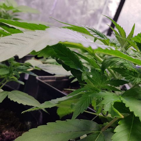 Mix growlog timeline photo