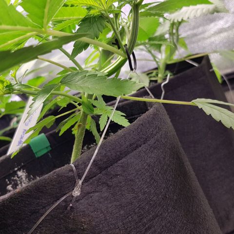 Mix growlog timeline photo