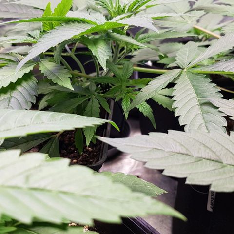 Mix growlog timeline photo