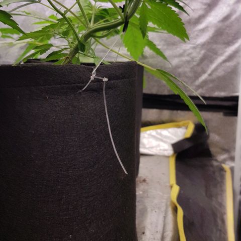 Mix growlog photo: 🤗🥳😉