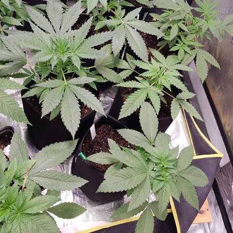 Mix growlog photo: 🤗🥳😉