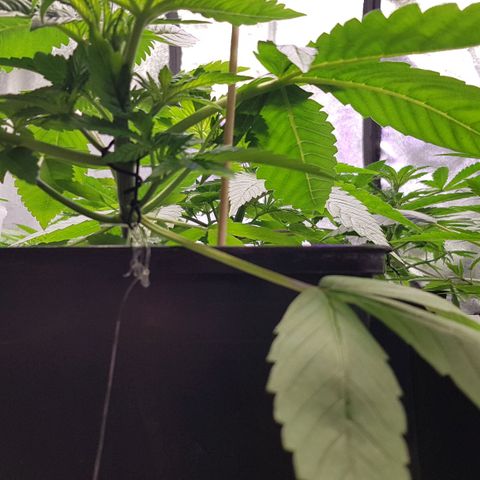 Mix growlog photo: 🤗🥳😉