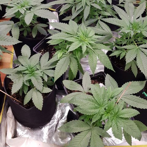 Mix growlog photo: 🤗🥳😉
