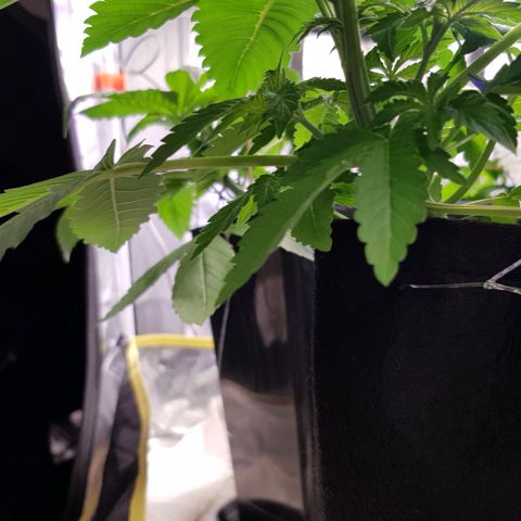 Mix growlog photo: 🤗🥳😉