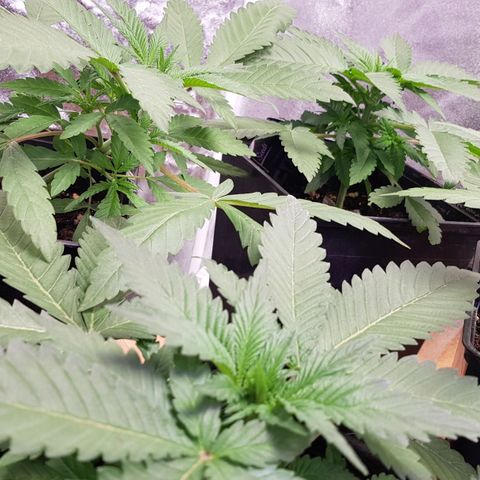 Mix growlog photo: 🤗🥳😉