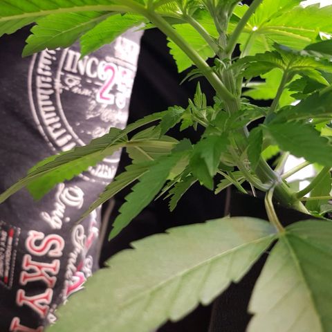 Mix growlog photo: 🤗🥳😉