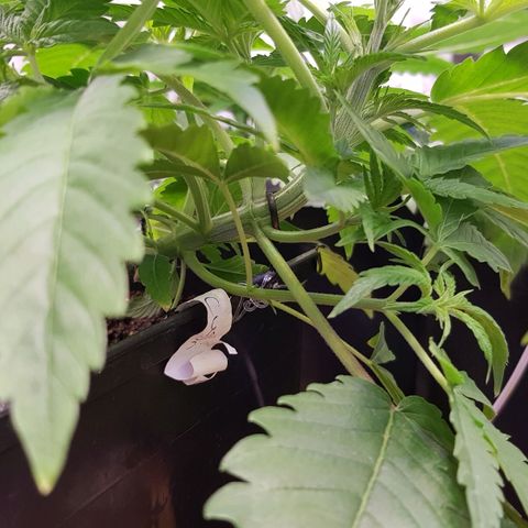 Mix growlog photo: 🤗🥳😉