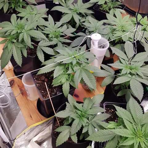 Mix growlog photo: 🤗🥳😉