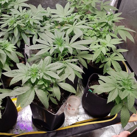 Mix growlog timeline photo