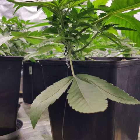 Mix growlog timeline photo
