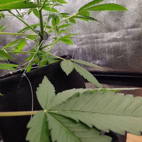Mix growlog timeline photo