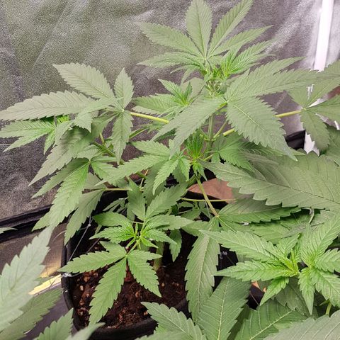 Mix growlog timeline photo