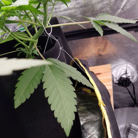 Mix growlog timeline photo