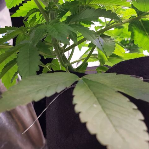 Mix growlog timeline photo