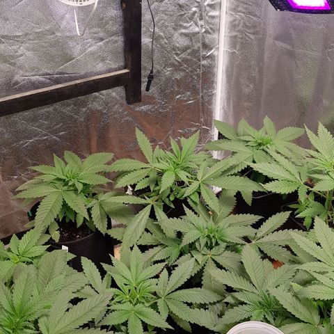 Mix growlog timeline photo