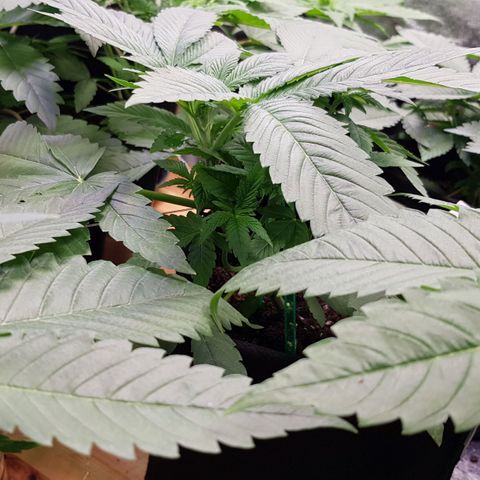 Mix growlog timeline photo