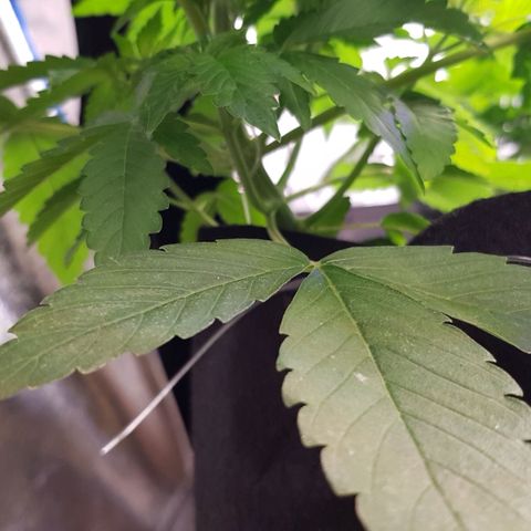 Mix growlog timeline photo