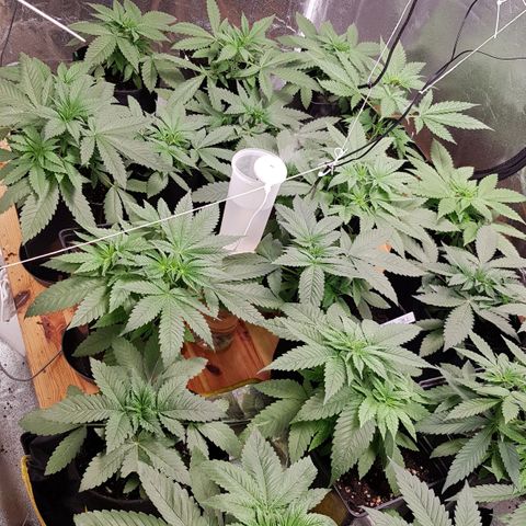 Mix growlog timeline photo