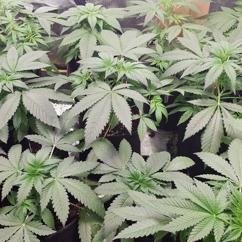 Mix growlog timeline photo