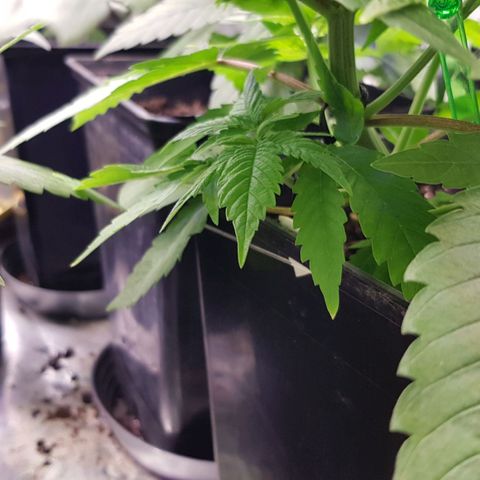 Mix growlog timeline photo