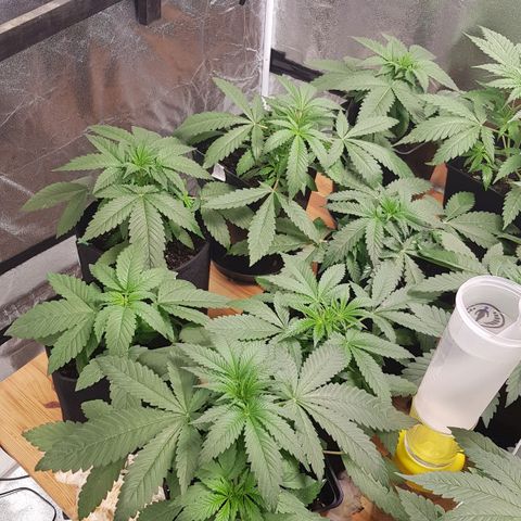 Mix growlog timeline photo