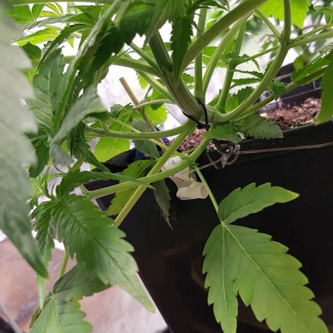 Mix growlog timeline photo
