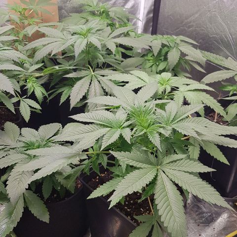 Mix growlog timeline photo