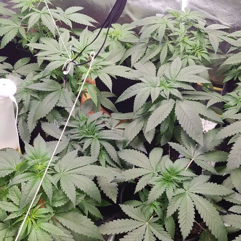Mix growlog timeline photo
