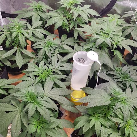 Mix growlog timeline photo