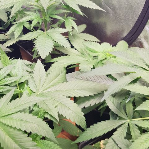 Mix growlog photo: Wachsen enorm..