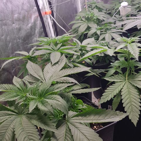 Mix growlog photo: Wachsen enorm..