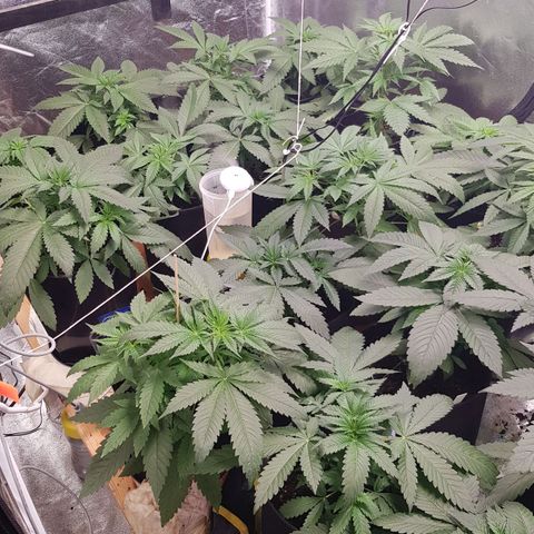 Mix growlog photo: Wachsen enorm..