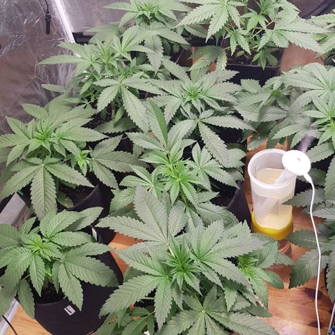 Mix growlog photo: Wachsen enorm..