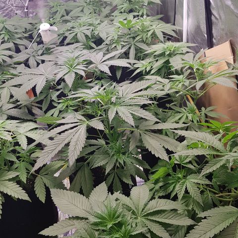 Mix growlog photo: Wachsen enorm..