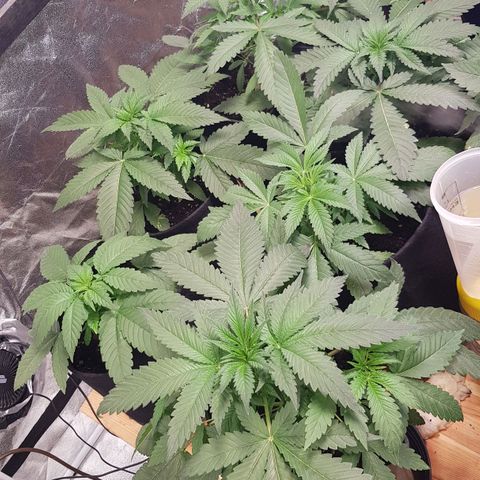 Mix growlog photo: Wachsen enorm..