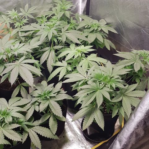 Mix growlog photo: Wachsen enorm..