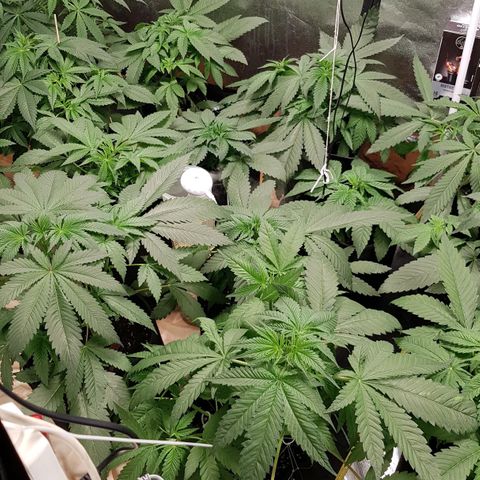 Mix growlog timeline photo