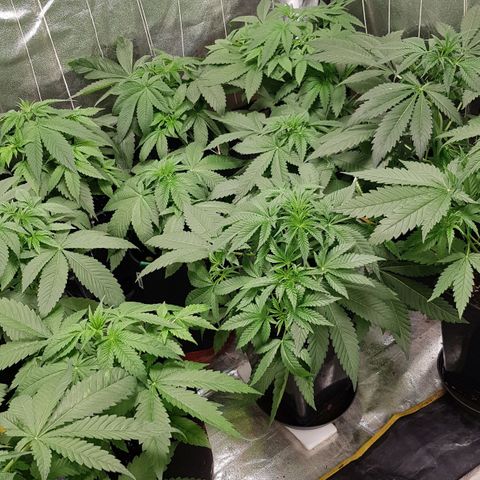 Mix growlog timeline photo