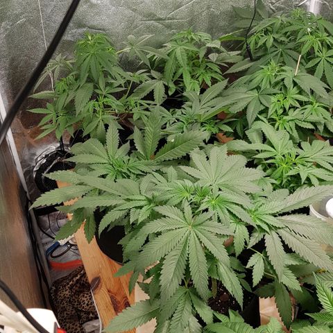 Mix growlog timeline photo