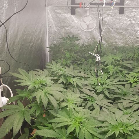 Mix growlog timeline photo